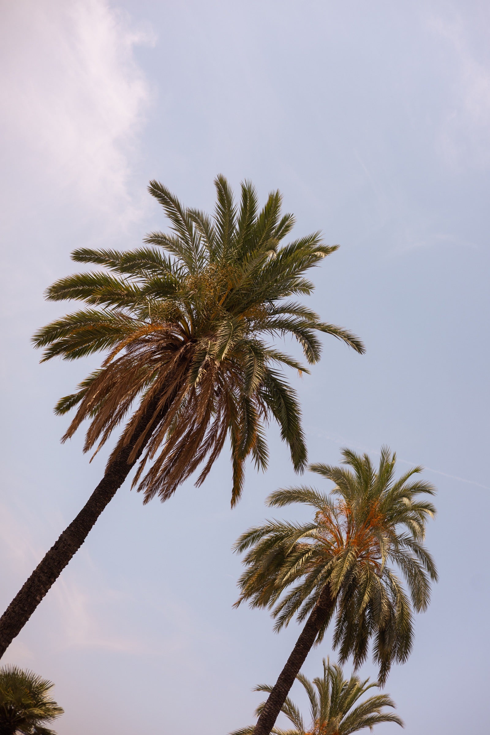 Palm trees rising into the Riviera sky